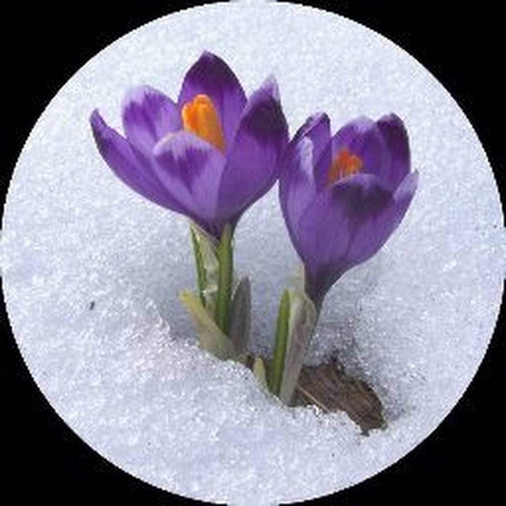 Meet your Posher, Crocus